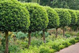 Laurier du Portugal : Un choix idéal pour votre jardin